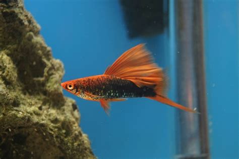 Swordtail Projects - Breeding, Showing, and Selling Quality Bettas & More