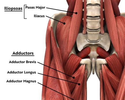 Hip Anatomy And Functions Of The Hip Csog Sports Medicine