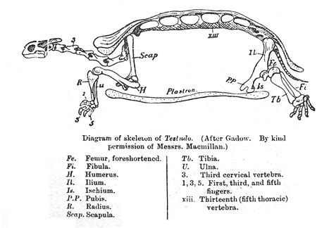 Enclos Pour Tortue De Terre Univers Reptiles