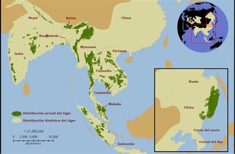 Dónde viven los tigres Hábitat y distribución