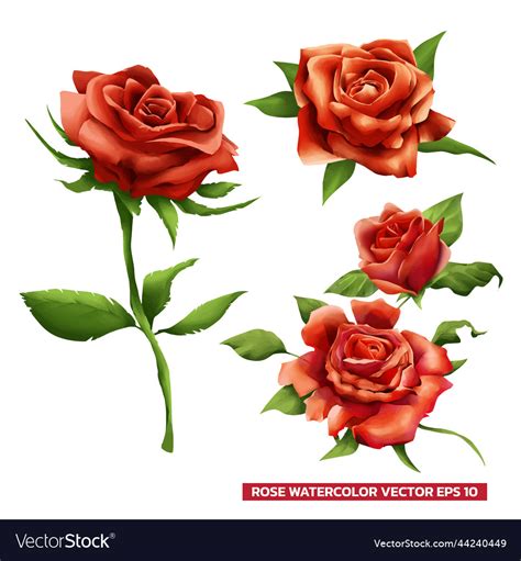 Set Of Red Roses Watercolor Style Royalty Free Vector Image