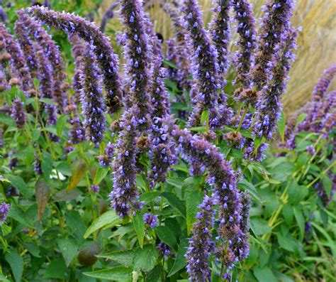 Agastache Plant Care And Growing Guide Gardening Den