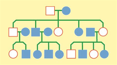 Sex Determination Genetic Inheritance Aqa Gcse Combined Science Revision Aqa Trilogy