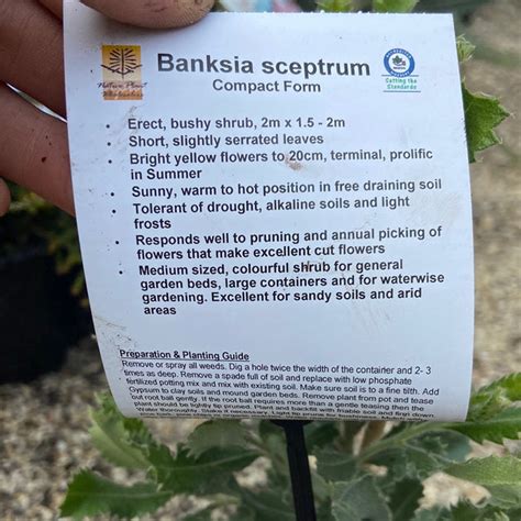 Banksia Sceptrum Dwarf 140 Mm Great Ocean Road Nursery Abn 61 907