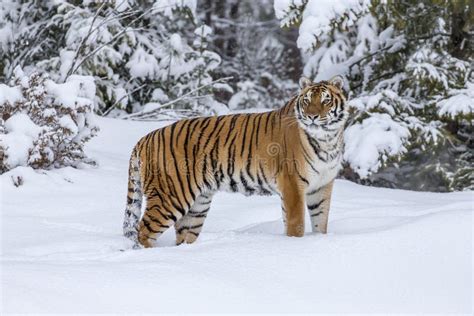 Bengal Tiger In The Snow Stock Photo Image Of Beauty 101832144
