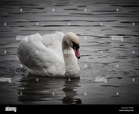 View Of A Swan In Roath Park Cardiff Stock Photo Alamy