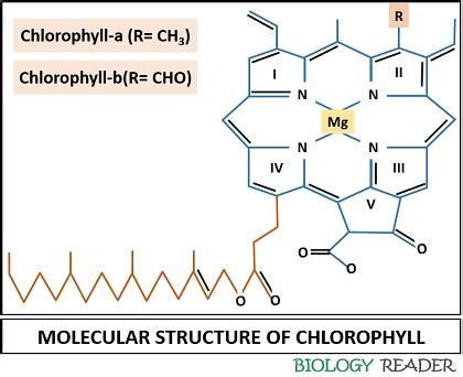 Chlorophyll in Plants - Meaning, Structure, Types & Facts - Biology Reader