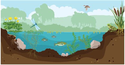 Structure Of Typical Pond Ecosystem With Diagram Pin By Pase