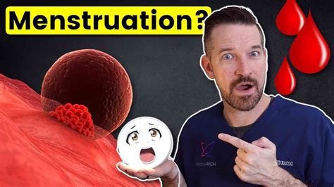 The Truth About Your Menstrual Cycle 4 Phases Doctor Rich Farnam