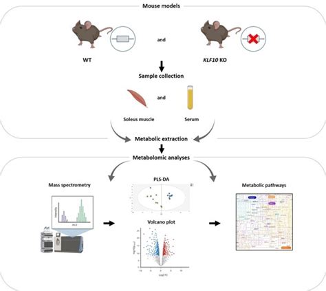 Metabolites Free Full Text Serum And Soleus Metabolomics Signature