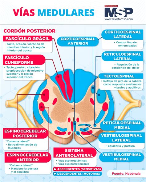 Vías medulares