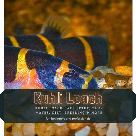 Kuhli Loach Kuhli Loach Care Setup Tank Mates Diet Breeding And More