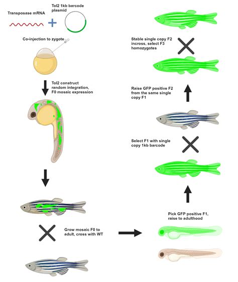 Zebrafish Transgenic Line Biorender Science Templates