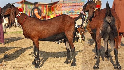 Goat Farming Beetal Bakriyan Cheap Rate Main Gabhan Or Bachon Wali