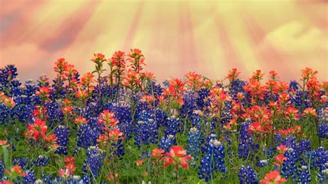 Bluebonnets De Tejas Y Wildflowers De La Brocha India Que Florecen En