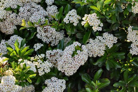 Grote Struik Met Witte Bloemen Bloemen