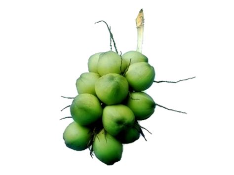 Green Coconut Fruit Png