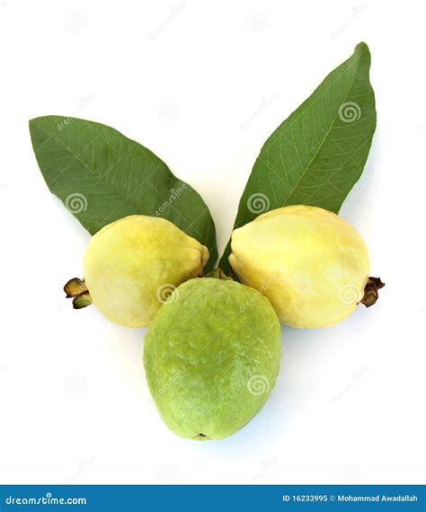 Guava Animal Head Stock Image Image Of Beautiful Fruits 16233995