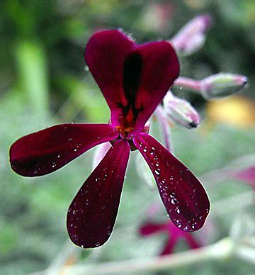 Pelargonium Sidoides – An Elegant Pelargonium With Mystique Flowers!