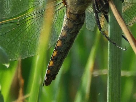 Odonata Libellulidae Species Sympetrumvulgatum