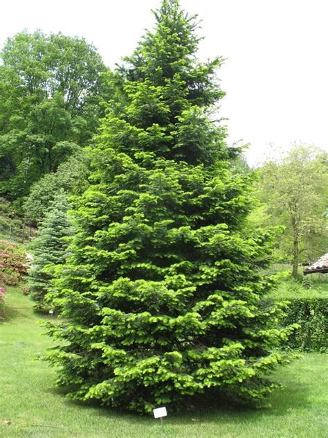 Abies grandis - Northern Irelands Specialist Tree Nursery