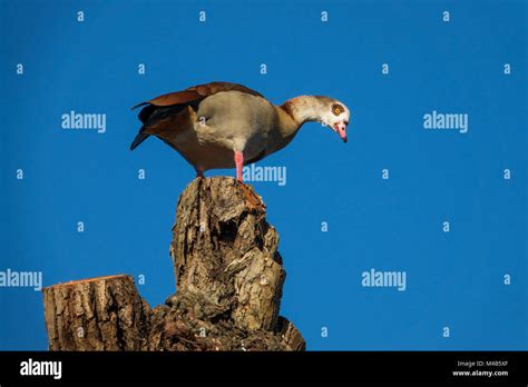Single Geese Standing On Top Of A Tall Cut Tree Stock Photo Alamy