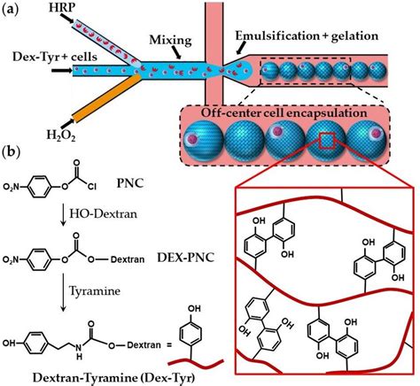 A Encapsulation Of Single Cells Using Dextran Tyramine Dex Tyr