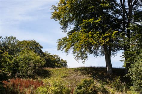 Beech Tree At The East Coast Of Jutland Denmark Stock Photo - Download ...