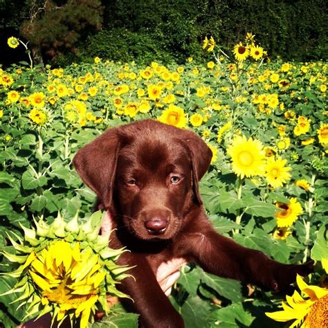 Chocolate Lab Puppy Luke Sunflowers Labrador Dog Labrador