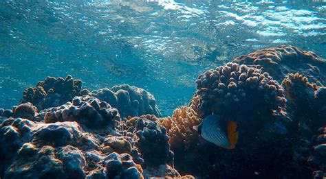 Restoring The Lungs Of The Oceans Coral Reefs And Seagrasses One