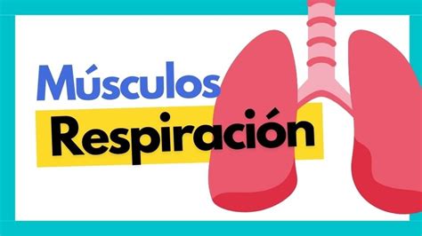 Musculos Que Intervienen En La Respiracion The Best Porn Website