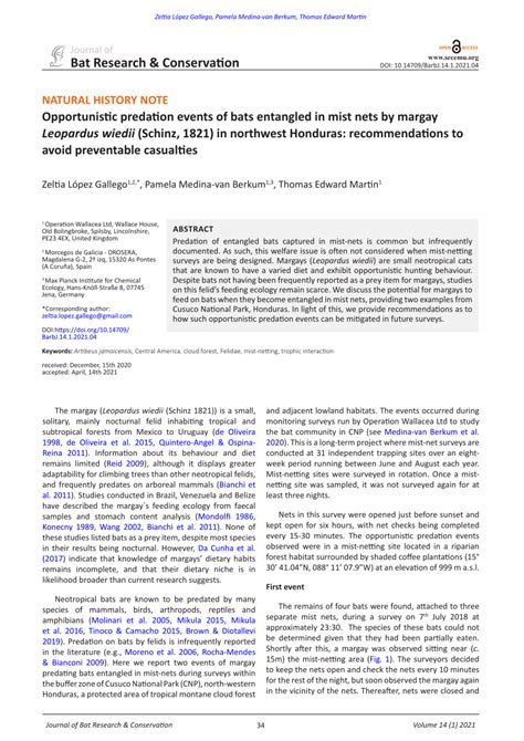 PDF Opportunistic Predation Events Of Bats Entangled In Mist Nets By