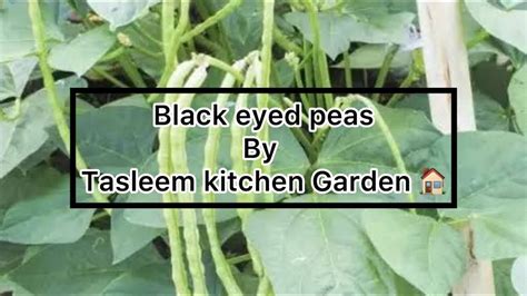 Black Eyed Peas Lobia By Tasleem Kitchen Garden Lobia