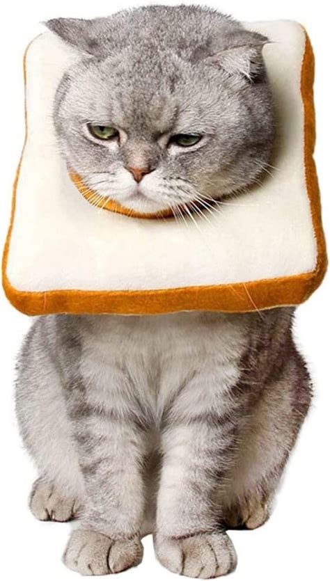 29 Cat Halloween Costumes That Are Funny Too