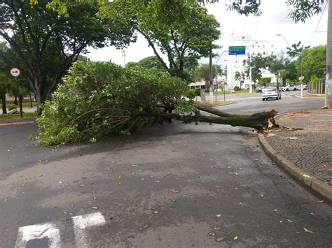 Chuva Causa Estragos E Quedas De Rvores Em Americana Portal De Americana