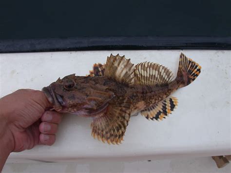 Shorthorn Sculpin Myoxocephalus Scorpioides Maine Jd Willson