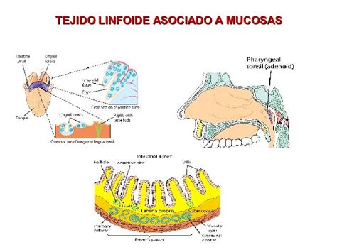 Organos Y Celulas 2007 2