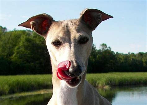 Italian greyhound cute | Italian greyhound, Greyhound, Dogs