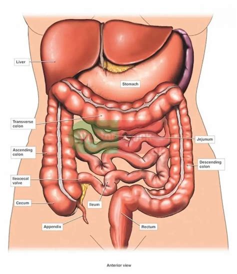 Diagram Of The Female Abdomen