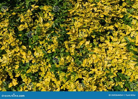 Wintercreeper Or Euonymus Fortunei Evergreen Shrubs With Green And