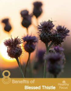 8 Benefits of Blessed Thistle - Healthy Focus