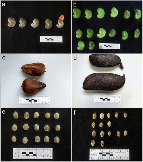 Food Resources Sampled A Dry Cashew Nut Anacardium B Fresh Download Scientific Diagram