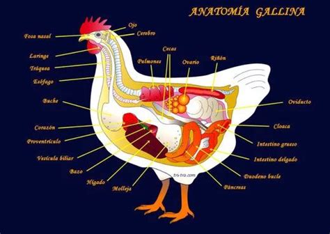 Anatom A De La Gallina Gallina Castellana Negra Anatomia