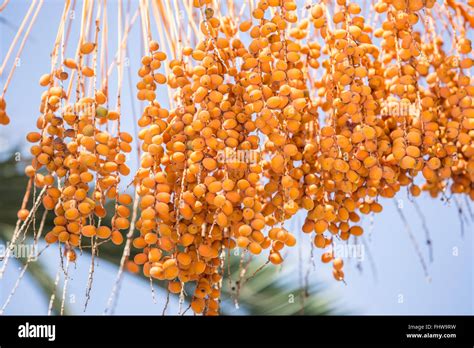 Date fruits on the tree. Close-up Stock Photo - Alamy