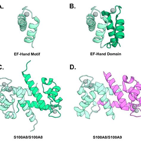 Structural Features Of S100 Proteins Upper Left Panel Shows A Download Scientific Diagram