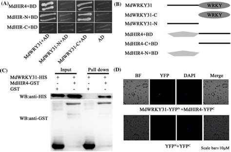 Interactions Between The MdWRKY31 And The MdHIRs A Yeast Two Hybrid