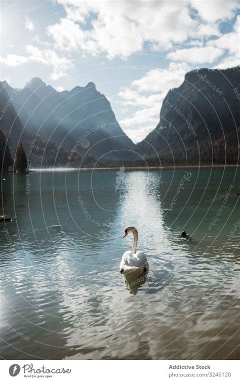 Schwäne im See inmitten schöner Wälder und Berge ein lizenzfreies