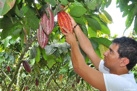 Cacao Y Café Ecuatoriano