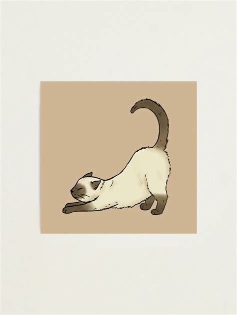 Siamese Cat Tattoos Siamese Cats Cats Meow Wallpaper Gatos Cat