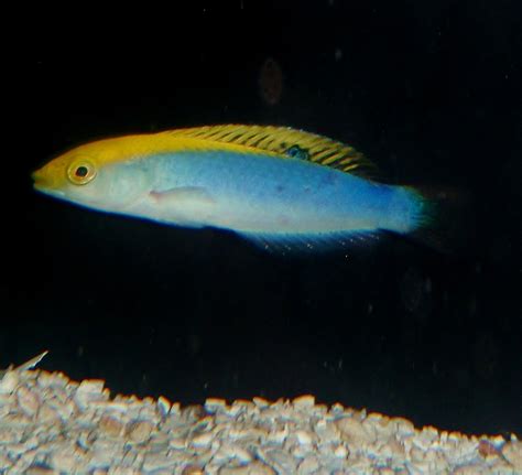 Lightning Wrasse Kp Aquatics